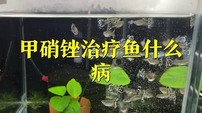 野彩魚疾病 野彩魚疾病 觀賞魚百科 第6張
