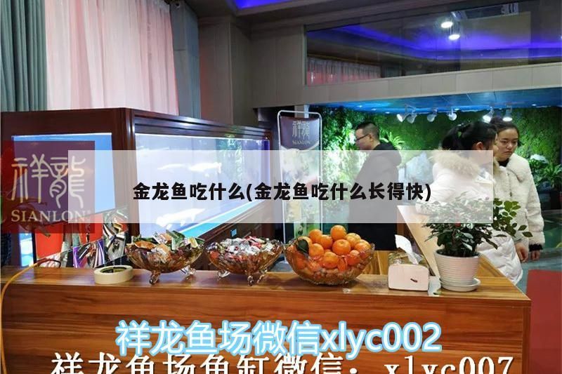 金龍魚(yú)吃什么(金龍魚(yú)吃什么長(zhǎng)得快)