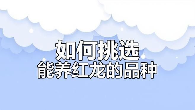 哪種紅龍更適合新手飼養(yǎng)？
