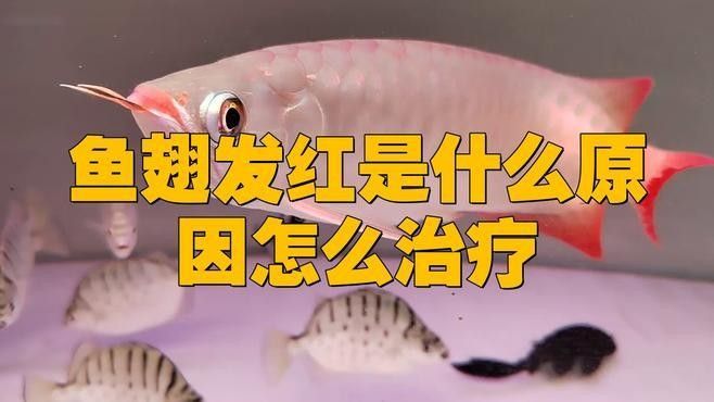 金龍魚鰭發紅怎么辦？（金龍魚鰭發紅怎么辦）