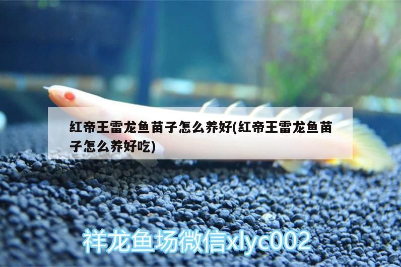 紅帝王雷龍魚苗子怎么養好(紅帝王雷龍魚苗子怎么養好吃)