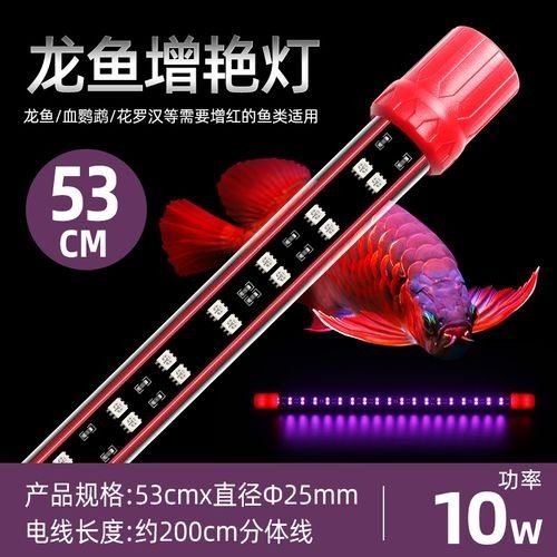 哪款燈最適合紅龍魚（紅龍銀龍銀龍誘色燈/燈具選擇技巧） 哪款燈最適合紅龍魚（紅龍銀龍銀龍誘色燈/燈具選擇技巧） 龍魚百科 第5張
