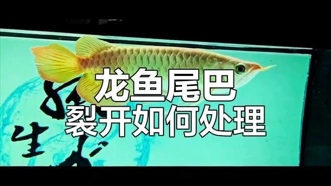 紅龍魚(yú)尾巴斷裂后如何護(hù)理（紅龍魚(yú)尾巴斷裂后怎么辦護(hù)理技巧全解析江城萌寵驛站）