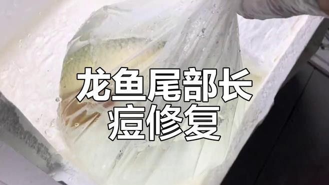 紅龍魚(yú)尾巴斷裂后如何護(hù)理（紅龍魚(yú)尾巴斷裂后怎么辦護(hù)理技巧全解析江城萌寵驛站）