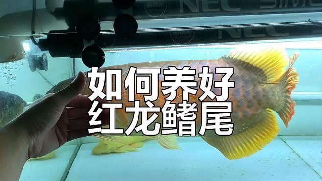紅龍魚(yú)尾巴斷裂后如何護(hù)理（紅龍魚(yú)尾巴斷裂后怎么辦護(hù)理技巧全解析江城萌寵驛站）