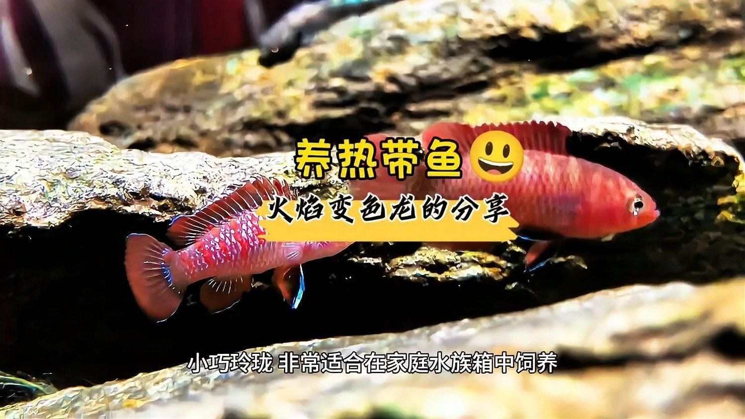 火焰變色龍魚可以混養嗎