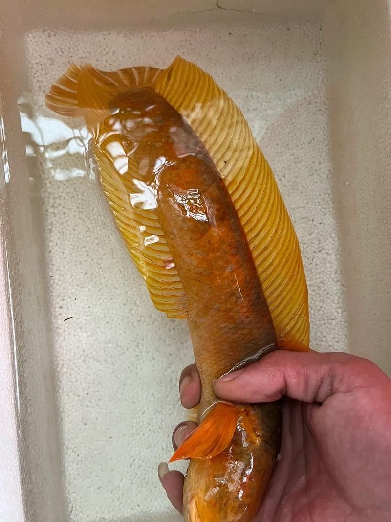 如何辨別雷龍魚的品相 如何辨別雷龍魚的品相 龍魚百科 第11張