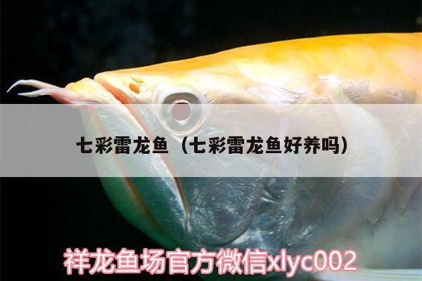 七彩雷龍魚（七彩雷龍魚好養嗎）（七彩雷龍魚怎么飼養）