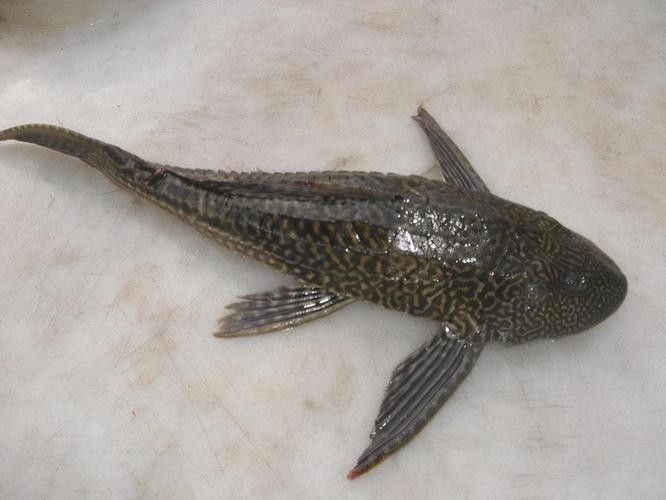 清道夫魚有哪些品種？（清道夫魚品種分類及品種分類及品種分類及特征）