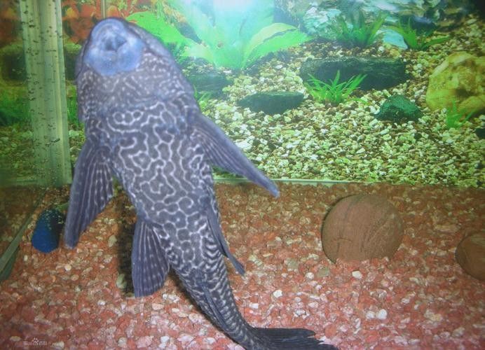 清道夫魚有哪些品種？（清道夫魚品種分類及品種分類及品種分類及特征）