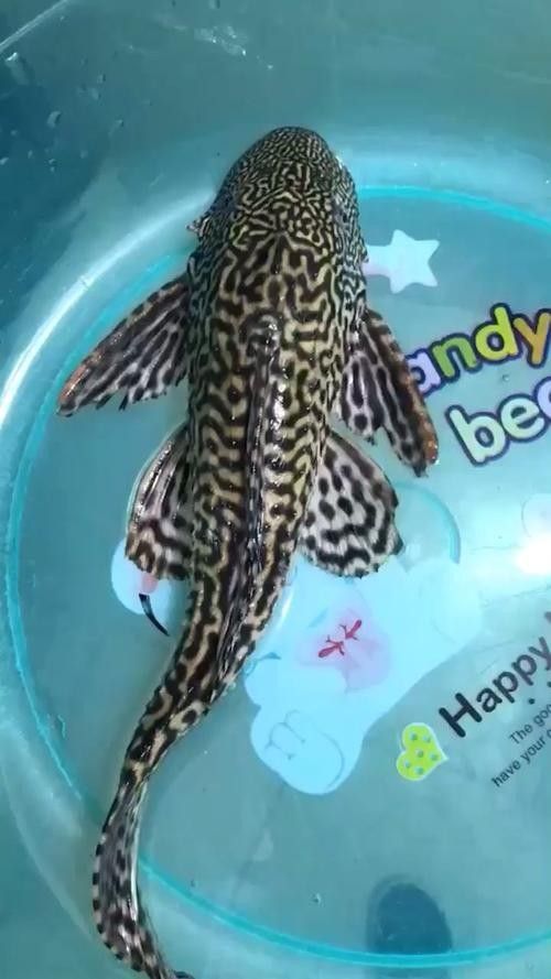 清道夫魚有哪些品種？（清道夫魚品種分類及品種分類及品種分類及特征）