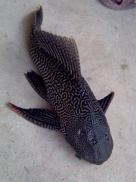 清道夫魚有哪些品種？（清道夫魚品種分類及品種分類及品種分類及特征）