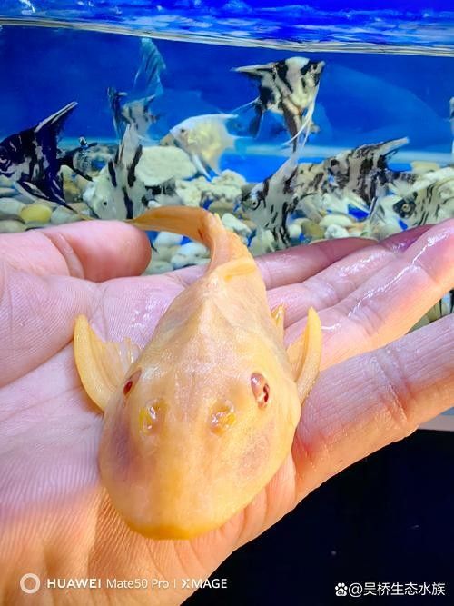 清道夫魚有哪些品種？（清道夫魚品種分類及品種分類及品種分類及特征）