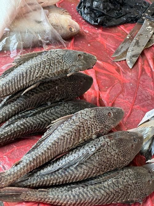 清道夫魚有哪些品種？（清道夫魚品種分類及品種分類及品種分類及特征）
