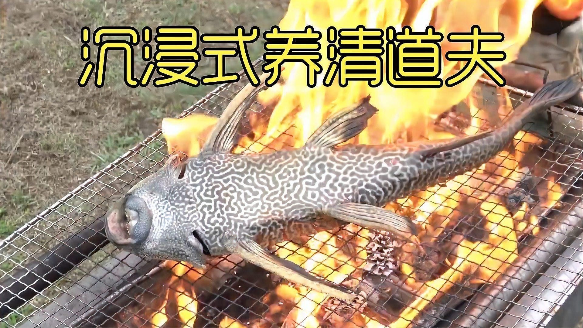 清道夫魚有哪些品種？（清道夫魚品種分類及品種分類及品種分類及特征）