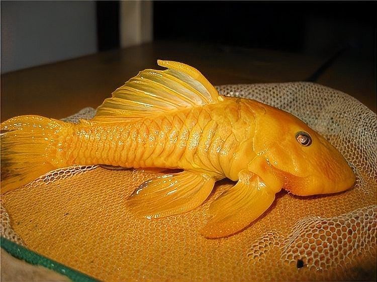 清道夫魚有哪些品種？（清道夫魚品種分類及品種分類及品種分類及特征）