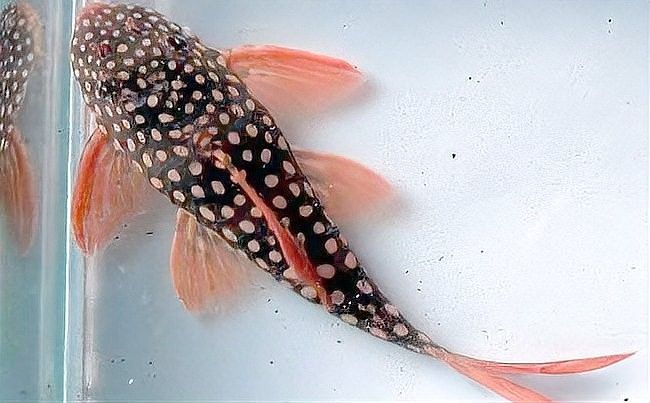 清道夫魚有哪些品種？（清道夫魚品種分類及品種分類及品種分類及特征）