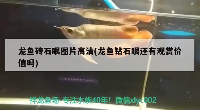 龍魚磚石眼圖片高清(龍魚鉆石眼還有觀賞價值嗎)（龍魚磚石眼圖片高清） 龍魚磚石眼圖片高清(龍魚鉆石眼還有觀賞價值嗎)（龍魚磚石眼圖片高清） 觀賞魚百科