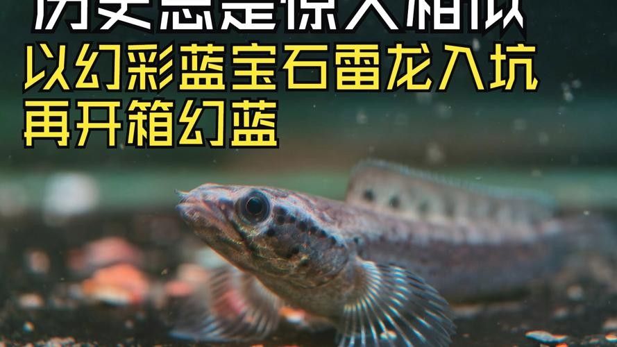幻彩藍寶石雷龍魚苗的價格是多少？（關于幻彩藍寶石雷龍魚苗的價格） 幻彩藍寶石雷龍魚苗的價格是多少？（關于幻彩藍寶石雷龍魚苗的價格） 龍魚百科 第3張