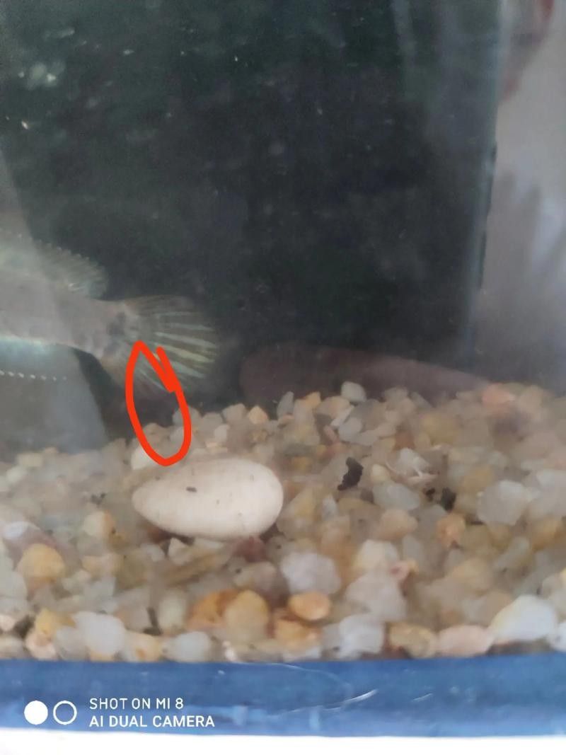 幻彩藍寶石雷龍魚苗的價格是多少？（關于幻彩藍寶石雷龍魚苗的價格） 幻彩藍寶石雷龍魚苗的價格是多少？（關于幻彩藍寶石雷龍魚苗的價格） 龍魚百科 第7張