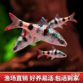幻彩藍寶石雷龍魚苗的價格是多少？（關于幻彩藍寶石雷龍魚苗的價格） 幻彩藍寶石雷龍魚苗的價格是多少？（關于幻彩藍寶石雷龍魚苗的價格） 龍魚百科 第9張