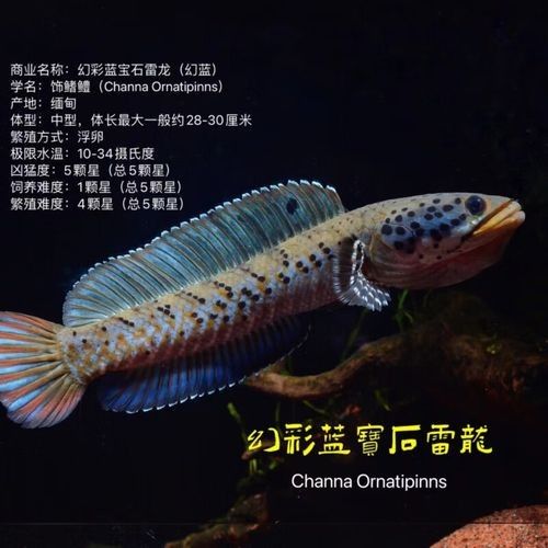 幻彩藍寶石雷龍魚苗的價格是多少？（關于幻彩藍寶石雷龍魚苗的價格） 幻彩藍寶石雷龍魚苗的價格是多少？（關于幻彩藍寶石雷龍魚苗的價格） 龍魚百科 第6張