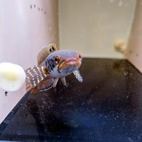 幻彩藍寶石雷龍魚苗的價格是多少？（關于幻彩藍寶石雷龍魚苗的價格） 幻彩藍寶石雷龍魚苗的價格是多少？（關于幻彩藍寶石雷龍魚苗的價格） 龍魚百科 第4張