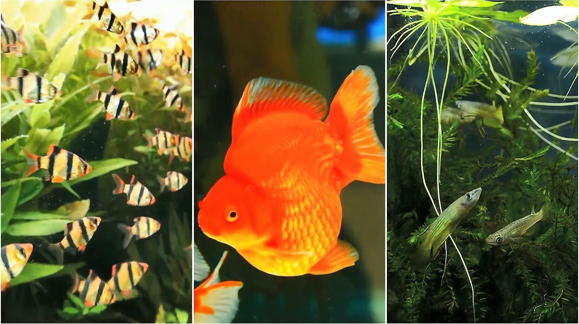 觀賞魚混養(yǎng)最忌三種魚（觀賞魚混養(yǎng)最忌三種魚，觀賞魚混養(yǎng)是水族愛好者中流行的一種養(yǎng)魚方式） 觀賞魚混養(yǎng)最忌三種魚（觀賞魚混養(yǎng)最忌三種魚，觀賞魚混養(yǎng)是水族愛好者中流行的一種養(yǎng)魚方式） 觀賞魚百科 第1張