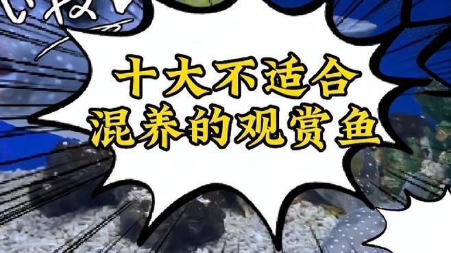 觀賞魚混養(yǎng)最忌三種魚（觀賞魚混養(yǎng)最忌三種魚，觀賞魚混養(yǎng)是水族愛好者中流行的一種養(yǎng)魚方式） 觀賞魚混養(yǎng)最忌三種魚（觀賞魚混養(yǎng)最忌三種魚，觀賞魚混養(yǎng)是水族愛好者中流行的一種養(yǎng)魚方式） 觀賞魚百科 第2張