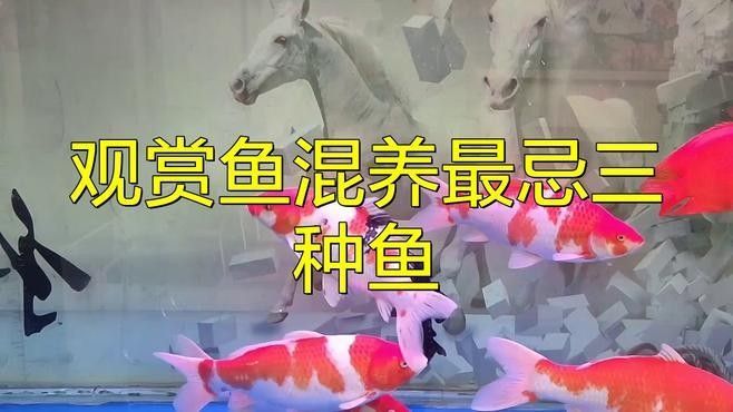 觀賞魚混養(yǎng)最忌三種魚（觀賞魚混養(yǎng)最忌三種魚，觀賞魚混養(yǎng)是水族愛好者中流行的一種養(yǎng)魚方式） 觀賞魚混養(yǎng)最忌三種魚（觀賞魚混養(yǎng)最忌三種魚，觀賞魚混養(yǎng)是水族愛好者中流行的一種養(yǎng)魚方式） 觀賞魚百科 第3張