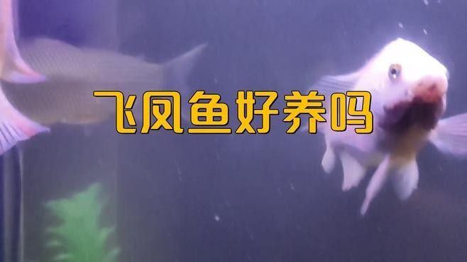 飛鳳魚有哪些品種？（飛鳳魚的種類有哪些？）