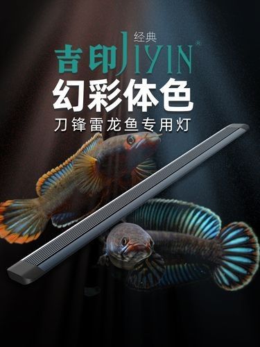哪種品牌的雷龍魚燈最好（選擇哪個品牌的雷龍魚燈最好）
