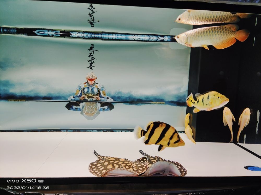 魚缸 金龍魚與銀龍魚混養好嗎(金龍魚和銀龍魚能混養嗎)(金龍魚與銀龍魚可以混養嗎?) 觀賞魚百科 金龍魚與銀龍魚混養好嗎(金龍魚和銀龍魚能混養嗎)(金龍魚與銀龍魚可以混養嗎?) 金龍魚與銀龍魚混養好嗎(金龍魚和銀龍魚能混養嗎)(金龍魚與銀龍魚可以混養嗎?) 觀賞魚百科