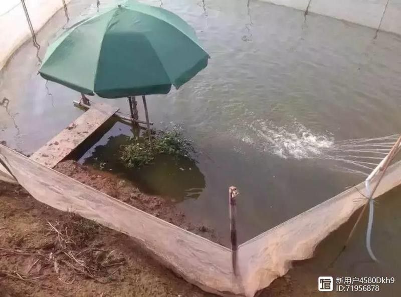 如何判斷金龍魚是否適應互動訓練（判斷金龍魚是否適應互動訓練主要從以下幾個方面進行）