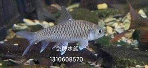 泰國尖嘴藍吉羅魚：泰國尖嘴藍吉羅魚是泰國的一種特色淡水魚類 泰國尖嘴藍吉羅魚：泰國尖嘴藍吉羅魚是泰國的一種特色淡水魚類 觀賞魚百科 第2張