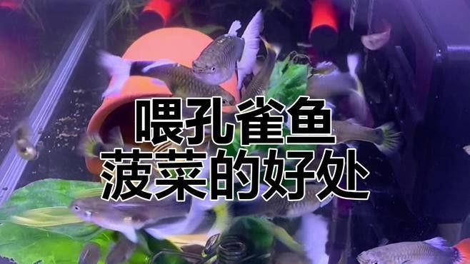 孔雀龍魚吃什么顏色更鮮艷（孔雀魚吃什么飼料增色快，怎么養增色快）
