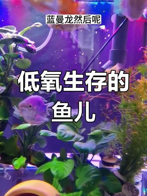 給我一張萬龍魚的全景圖（萬龍魚的生態習性）