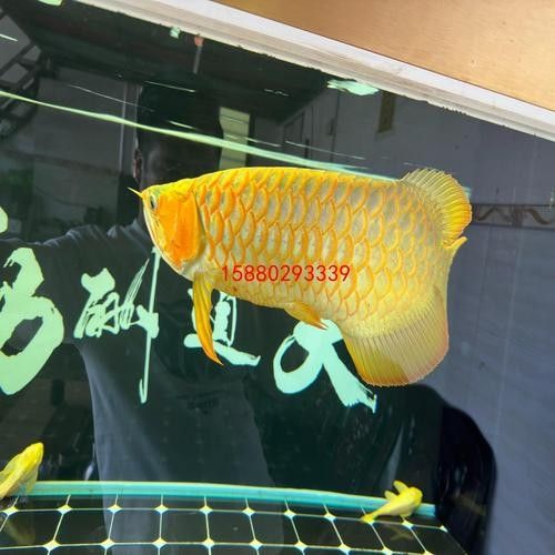 給我一張萬龍魚的全景圖（萬龍魚的生態習性）