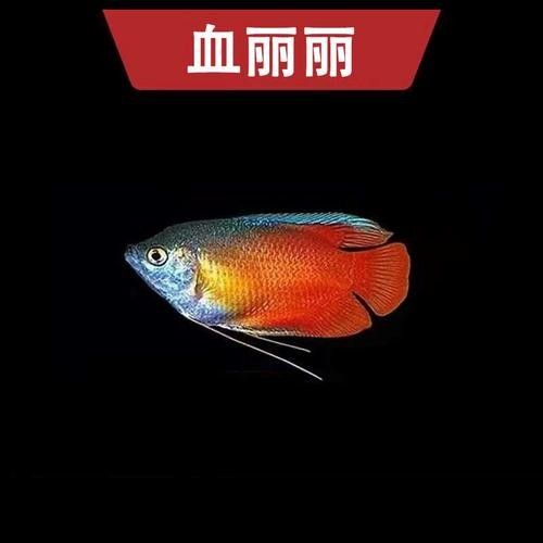 給我一張萬龍魚的全景圖（萬龍魚的生態習性）