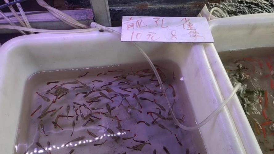 給我一張萬龍魚的全景圖（萬龍魚的生態習性）
