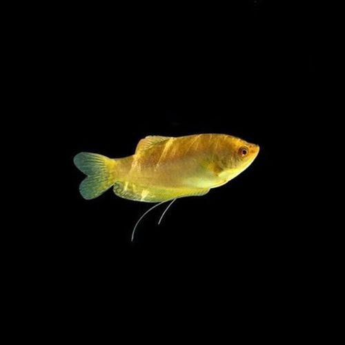 給我一張萬龍魚的全景圖（萬龍魚的生態習性）