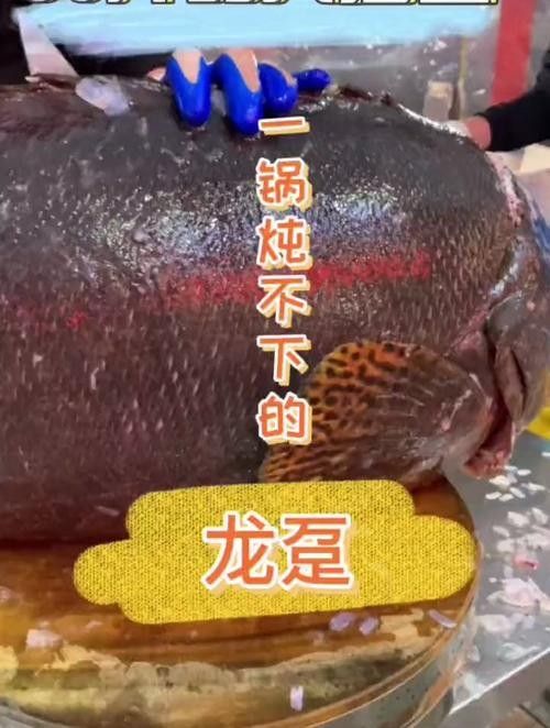 給我一張萬龍魚的全景圖（萬龍魚的生態習性）