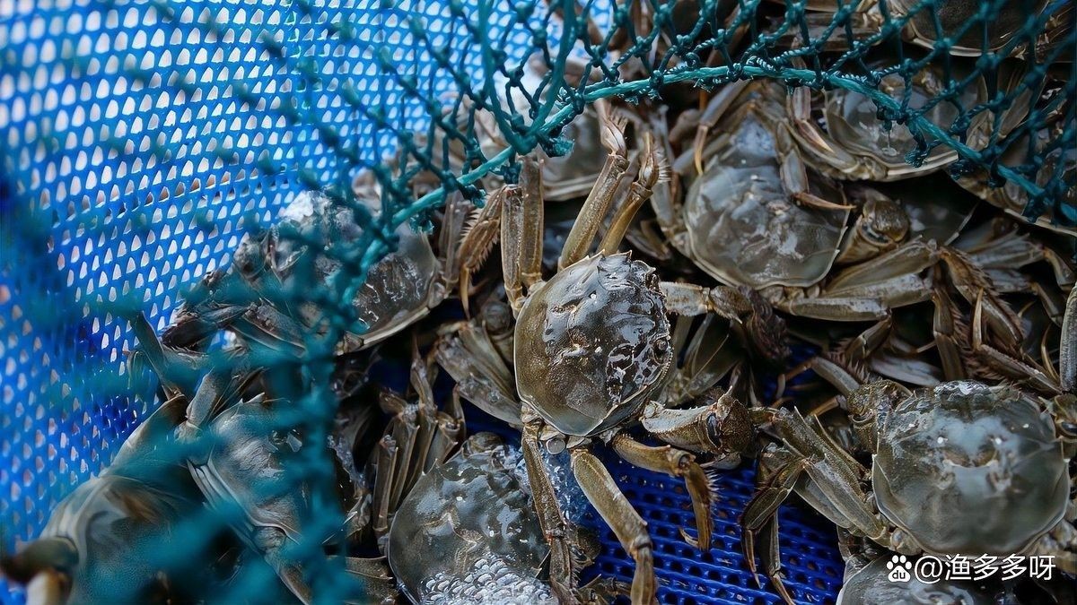 金龍魚驅蟲后多久見效？（金龍魚驅蟲后多久喂食）