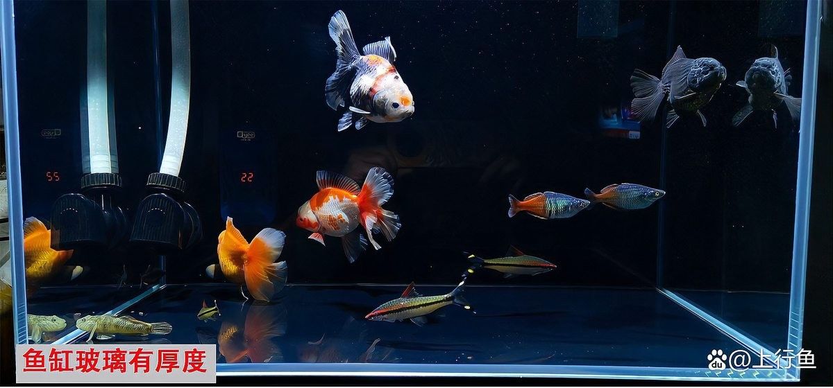 恐龍魚飼養需要多大的水族箱？（恐龍魚的水族箱尺寸和過濾設備） 恐龍魚飼養需要多大的水族箱？（恐龍魚的水族箱尺寸和過濾設備） 龍魚百科 第13張