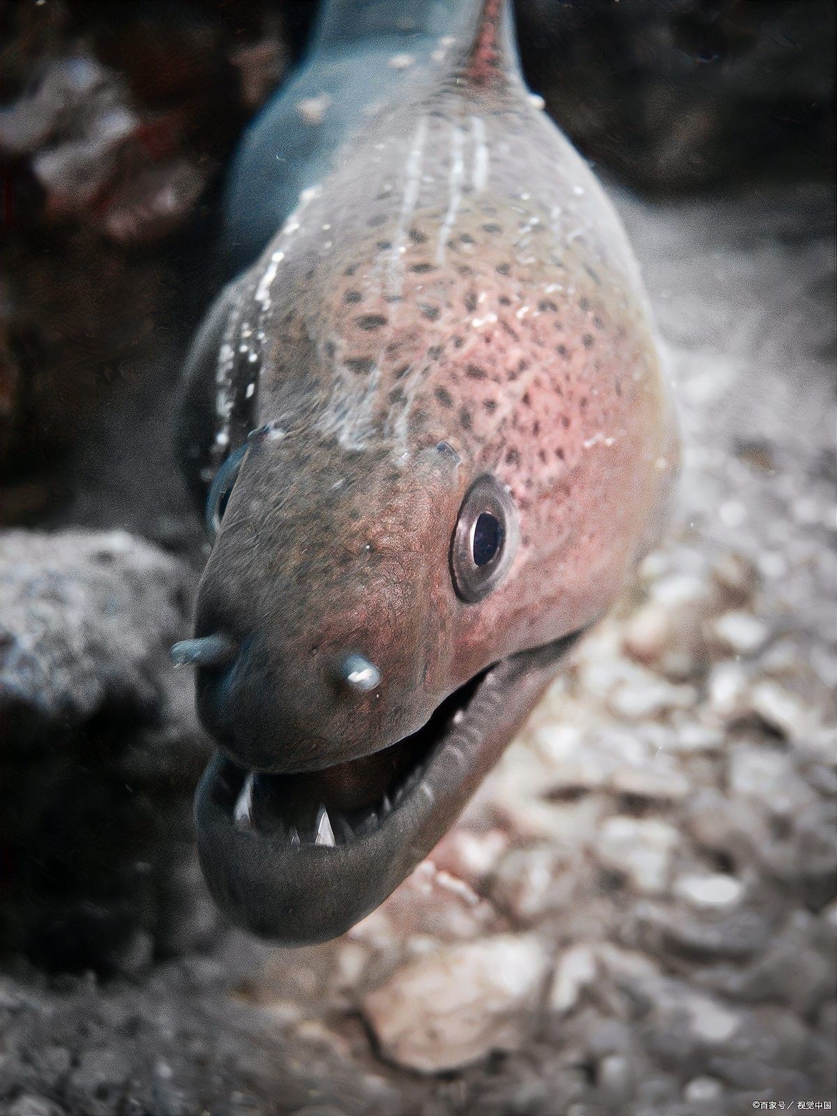 恐龍魚飼養需要多大的水族箱？（恐龍魚的水族箱尺寸和過濾設備） 恐龍魚飼養需要多大的水族箱？（恐龍魚的水族箱尺寸和過濾設備） 龍魚百科 第10張