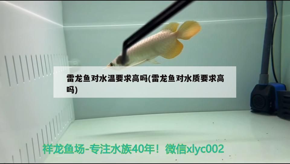 雷龍魚對水溫要求高嗎(雷龍魚對水質(zhì)要求高嗎)（雷龍魚對水溫要求高嗎）