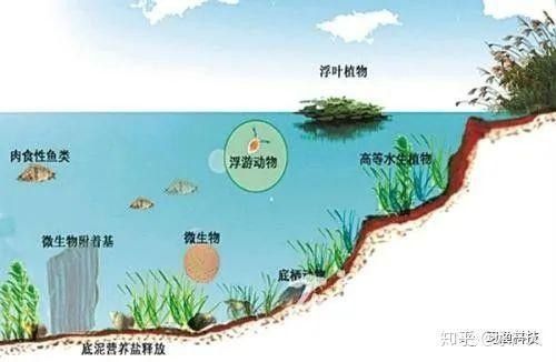 古龍魚對水質有何要求（古龍魚對水質的基本要求：古龍魚對水質的基本要求）