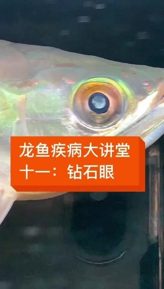 金龍魚鉆石眼有哪些治療方法？（龍魚鉆石眼是一種常見的魚類疾?。?金龍魚鉆石眼有哪些治療方法？（龍魚鉆石眼是一種常見的魚類疾?。?龍魚百科 第1張