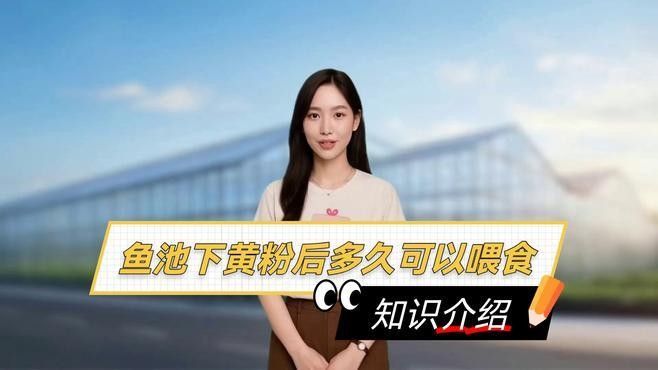 龍魚用黃粉后多久見效（魚用黃粉后見效的時(shí)間因個(gè)體差異、水質(zhì)條件、使用量等因素而異） 龍魚用黃粉后多久見效（魚用黃粉后見效的時(shí)間因個(gè)體差異、水質(zhì)條件、使用量等因素而異） 龍魚百科 第2張