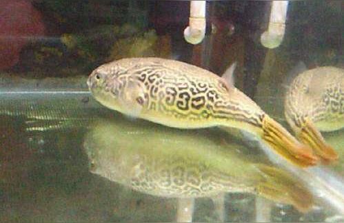 狗頭魚（狗頭可以和銀龍魚混養嗎？） 狗頭魚（狗頭可以和銀龍魚混養嗎？） 觀賞魚百科